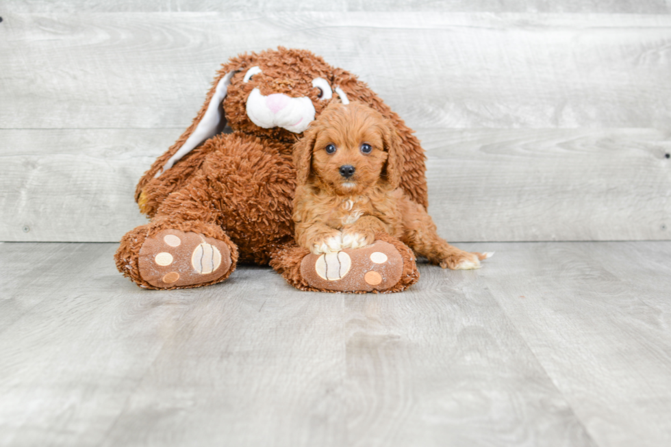 Funny Cavapoo Poodle Mix Pup