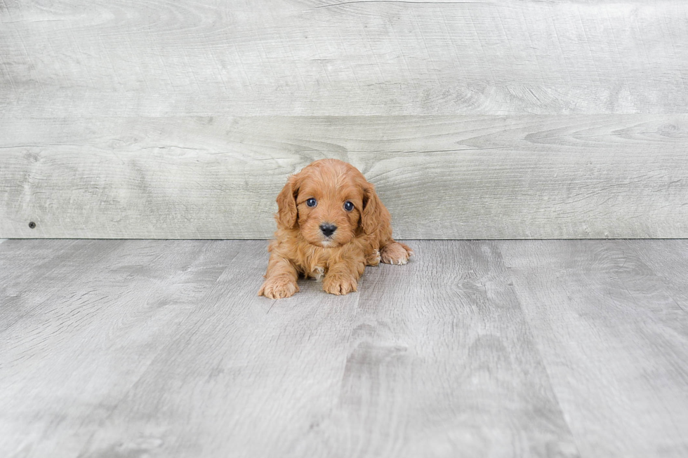 Playful Cavoodle Poodle Mix Puppy