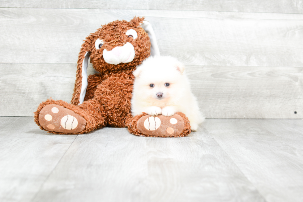 Funny Pomeranian Purebred Pup