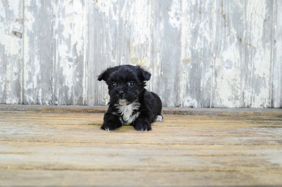 Morkie Pup Being Cute