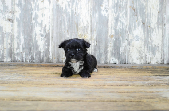 Morkie Pup Being Cute