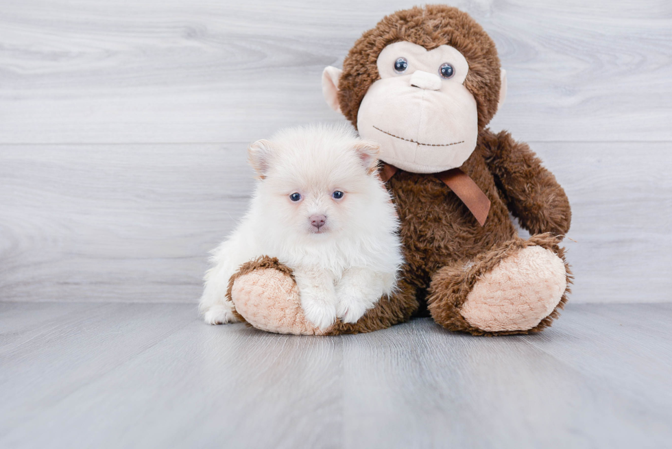 Fluffy Pomeranian Purebred Puppy