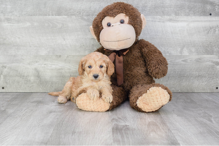 Cavapoo Pup Being Cute