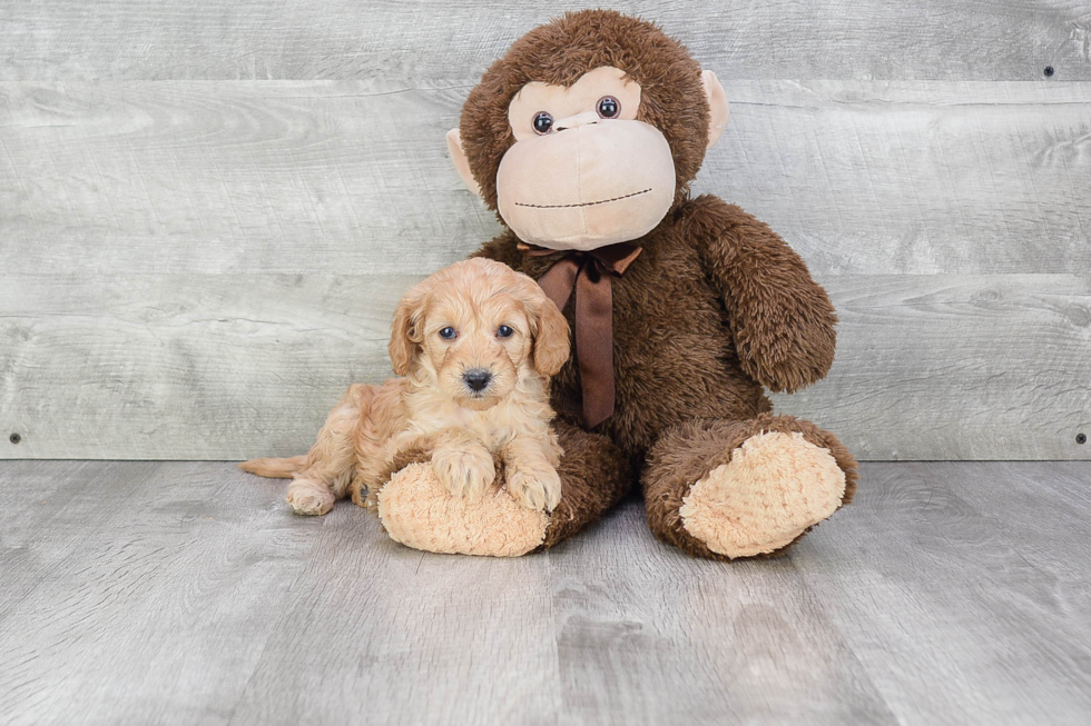 Cavapoo Pup Being Cute