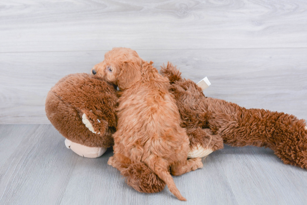 Friendly Mini Goldendoodle Baby