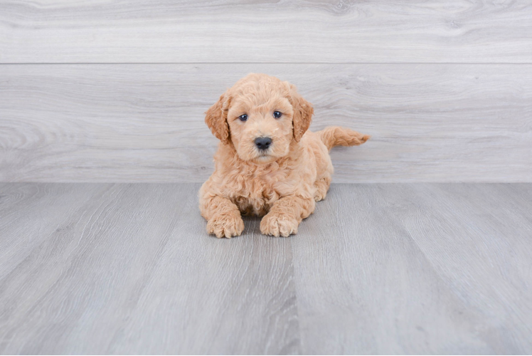 Mini Goldendoodle Puppy for Adoption