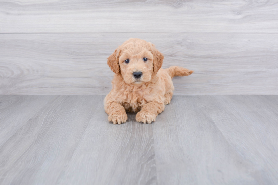 Mini Goldendoodle Puppy for Adoption