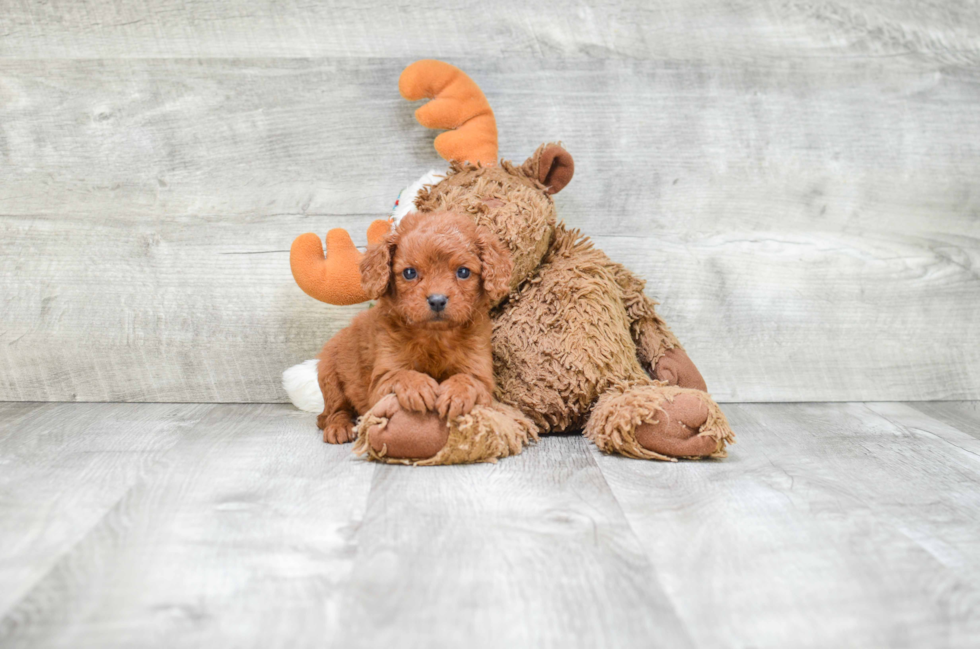 Adorable Cavoodle Poodle Mix Puppy