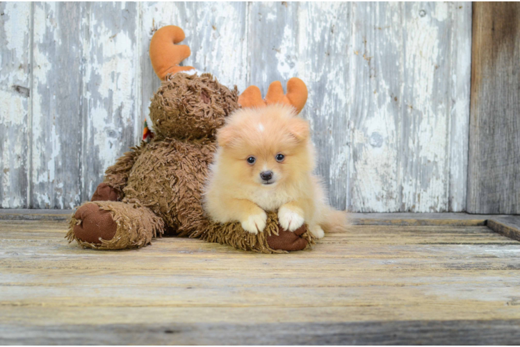 Pomeranian Pup Being Cute