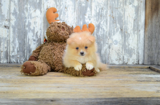 Pomeranian Pup Being Cute