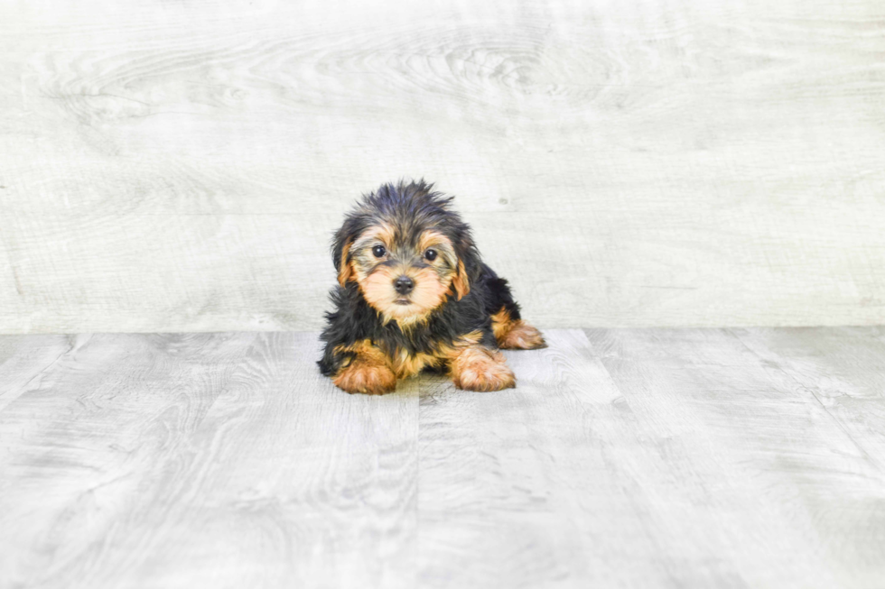 Meet Lisa - our Yorkshire Terrier Puppy Photo 