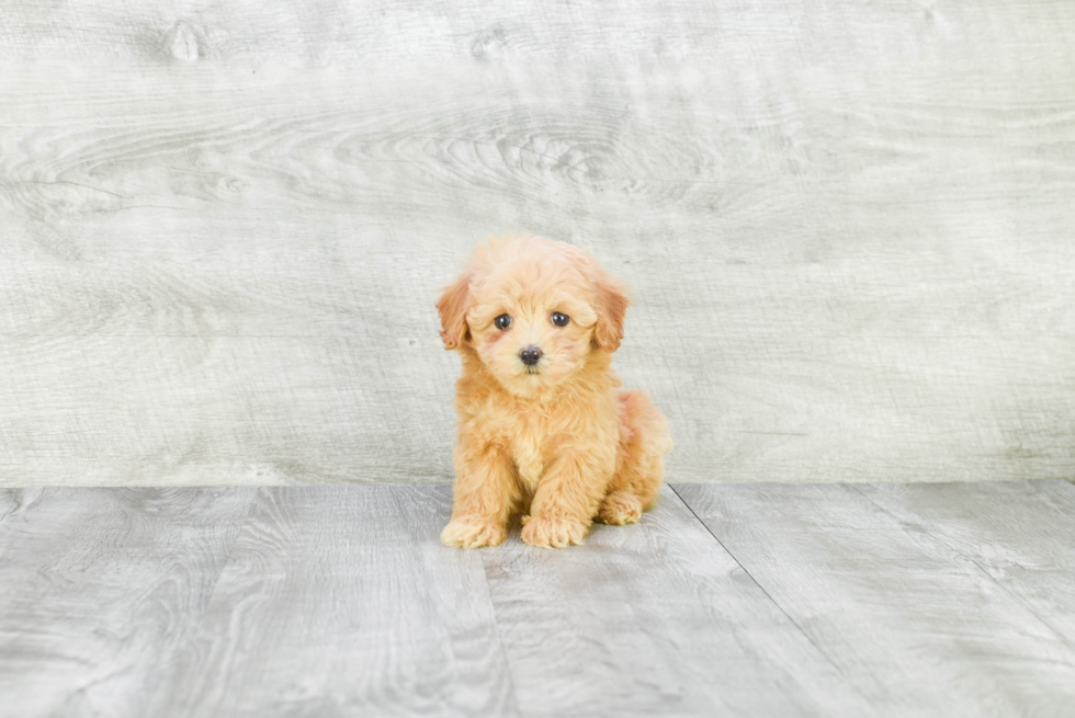 Cavapoo Puppy for Adoption