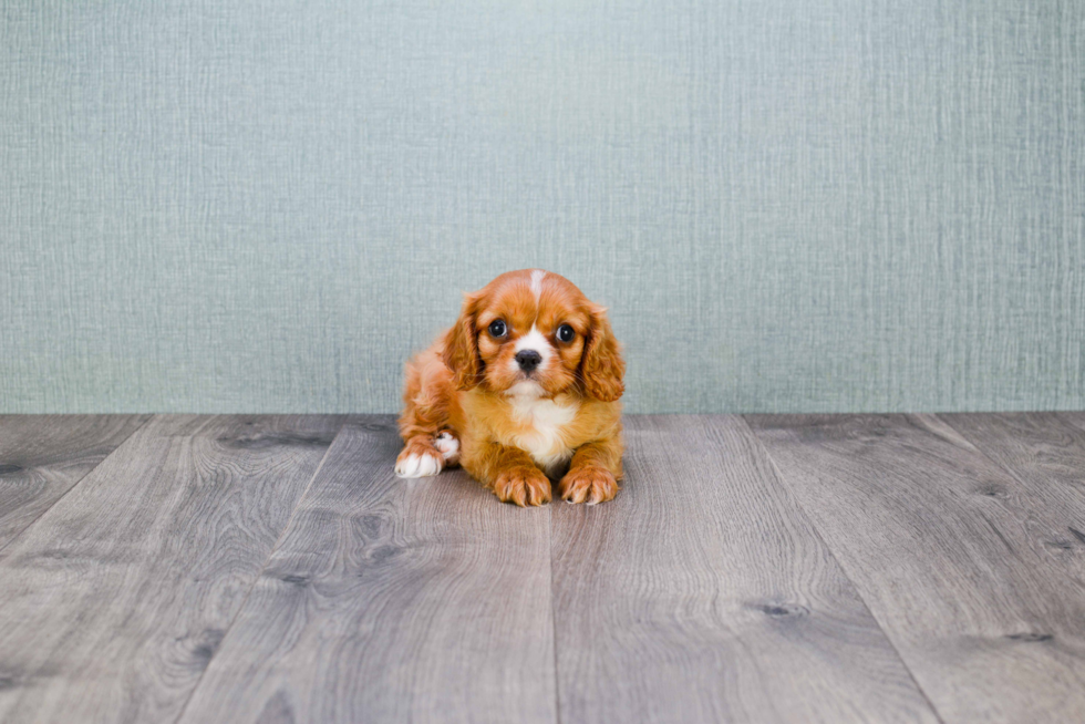 Popular Cavalier King Charles Spaniel Purebred Pup