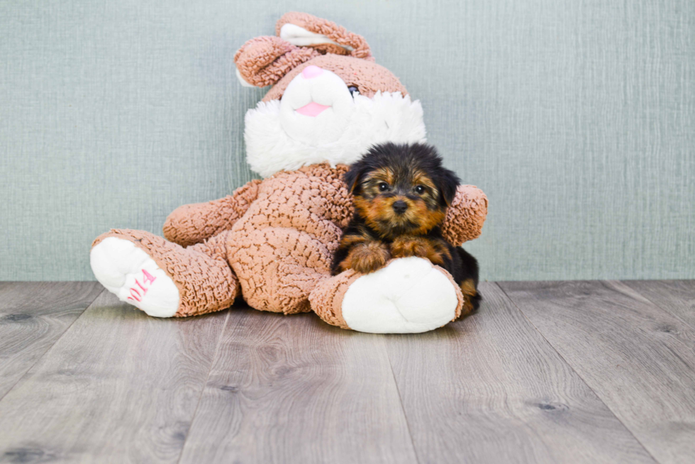 Meet Shania - our Yorkshire Terrier Puppy Photo 