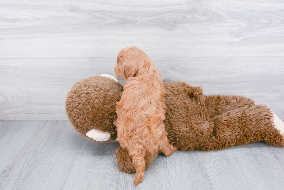 Small Cockapoo Baby