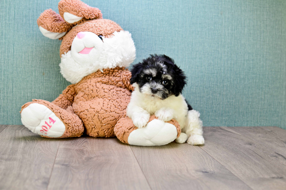Best Havanese Baby