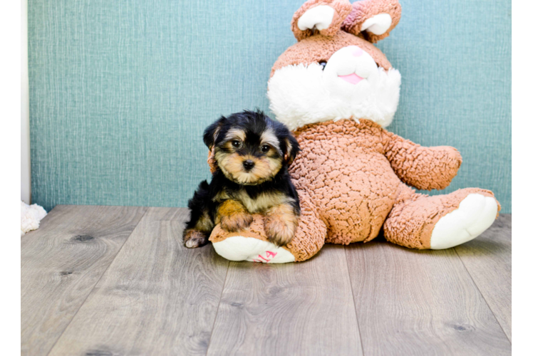 Fluffy Morkie Designer Pup