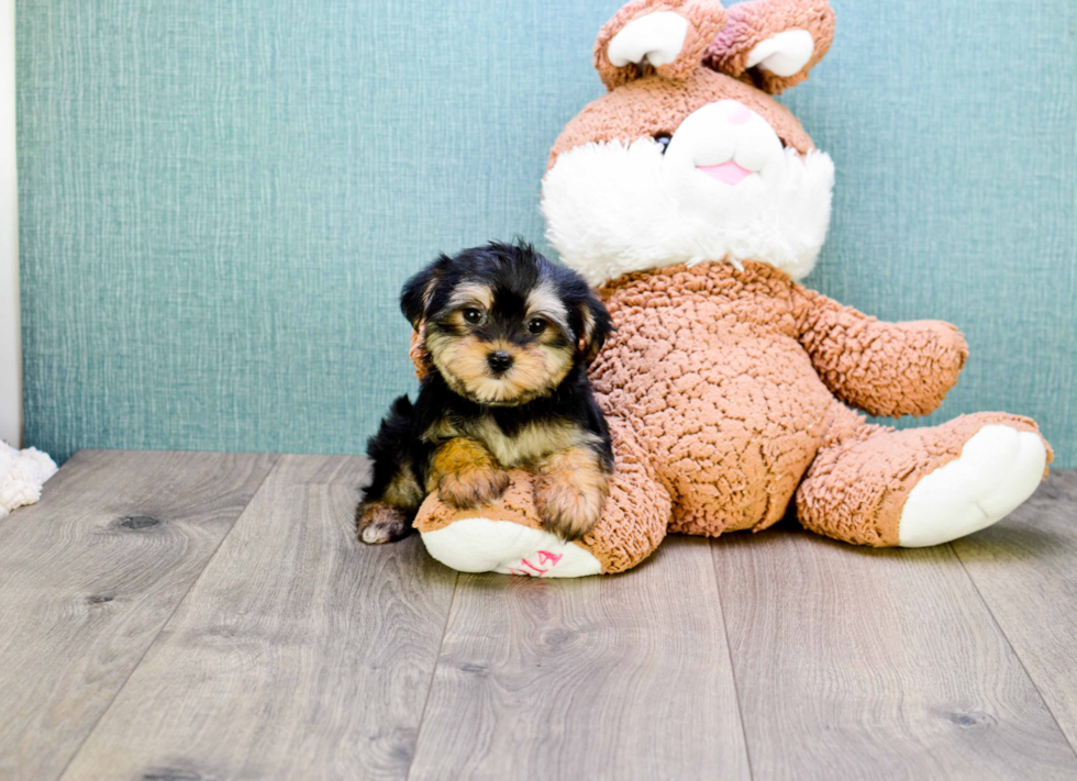 Fluffy Morkie Designer Pup