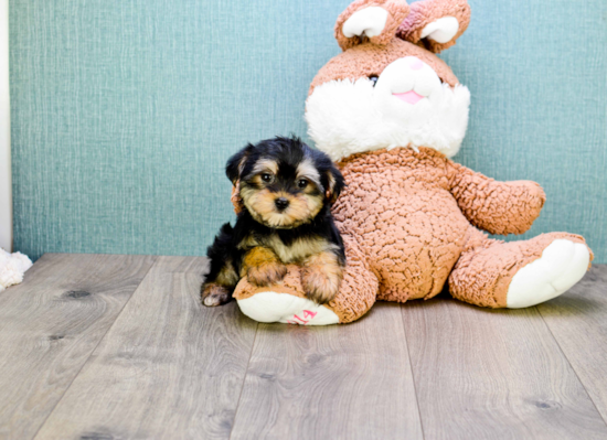 Fluffy Morkie Designer Pup