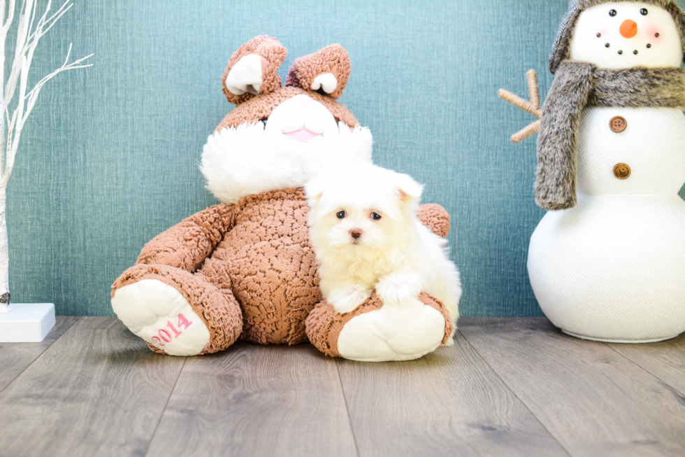 Friendly Maltese Purebred Pup