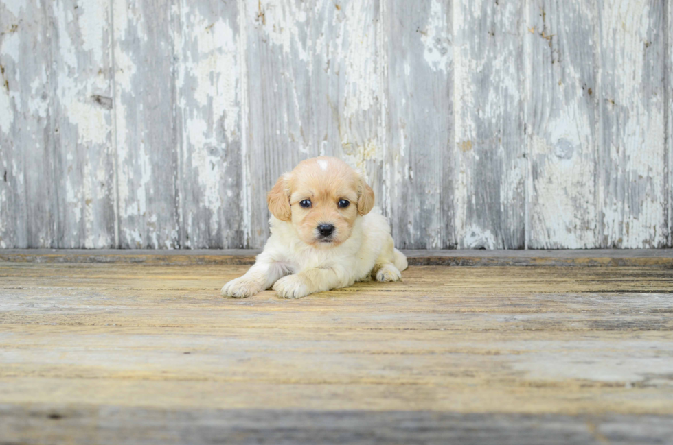 Cavapoo Pup Being Cute