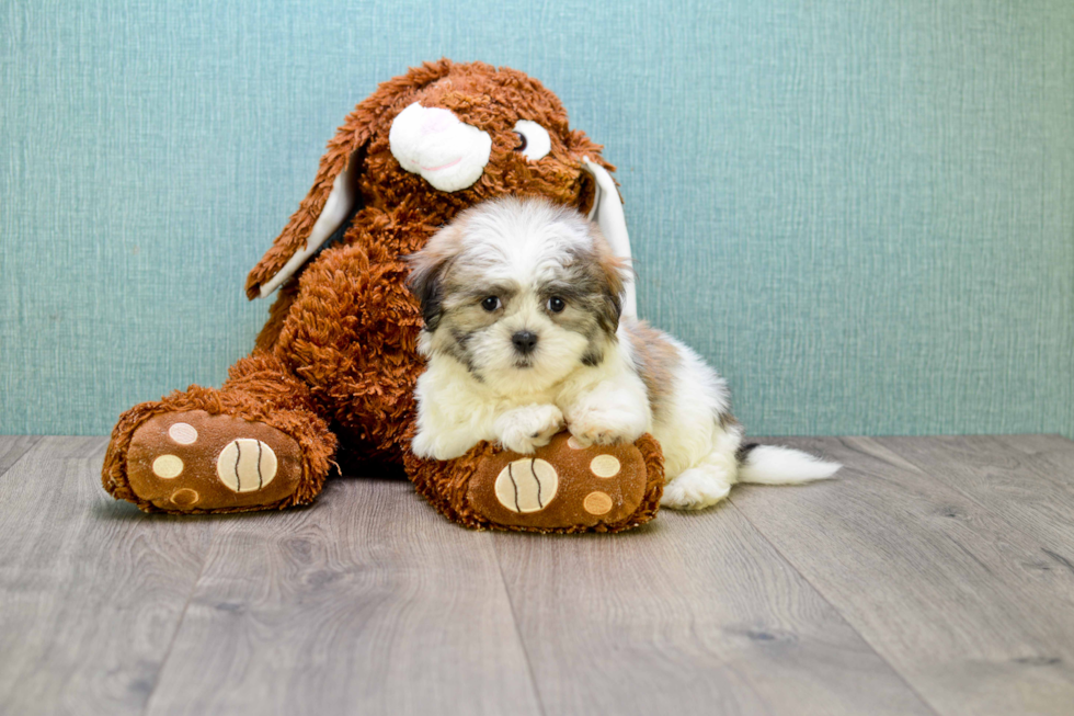 Teddy Bear Pup Being Cute