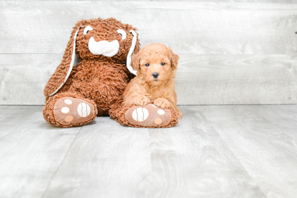 Best Mini Goldendoodle Baby