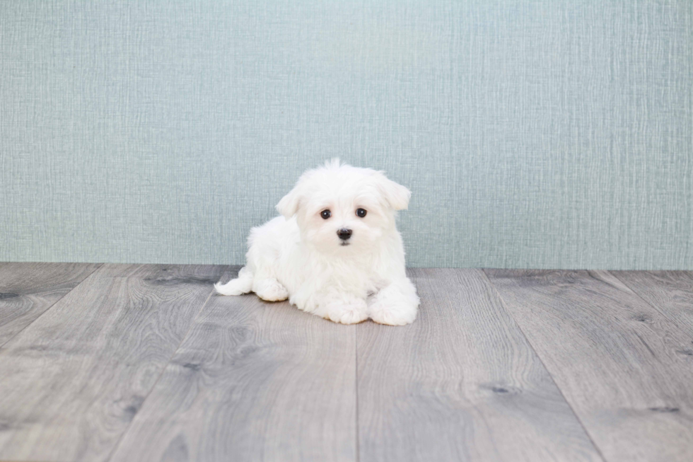 Hypoallergenic Maltese Baby