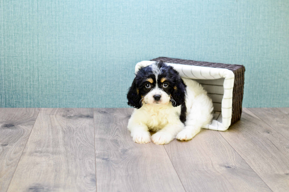 Cavachon Pup Being Cute