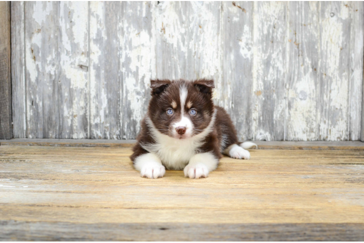 Petite Pomsky Designer Pup