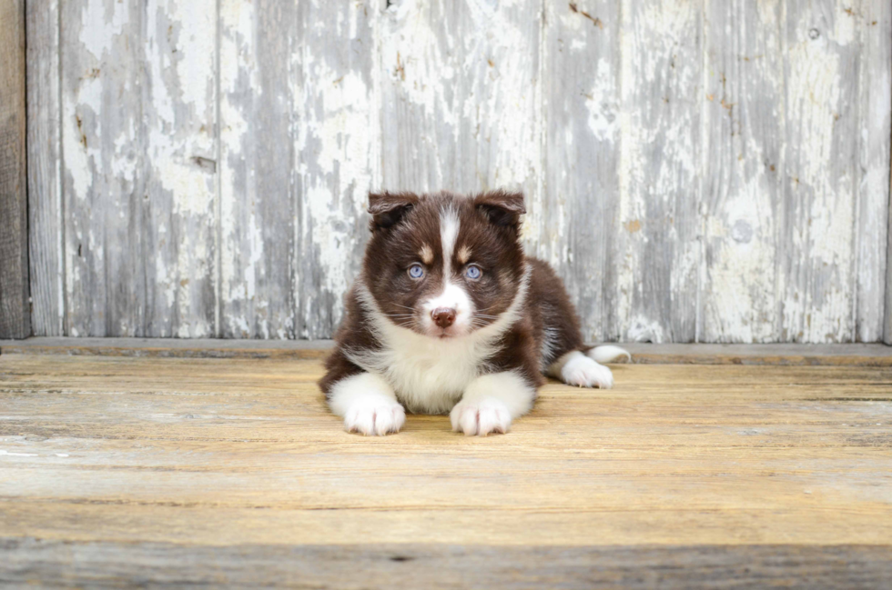 Petite Pomsky Designer Pup