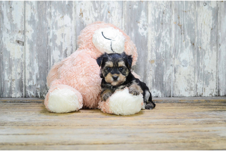 Morkie Puppy for Adoption