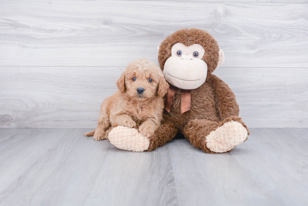 Friendly Mini Goldendoodle Baby