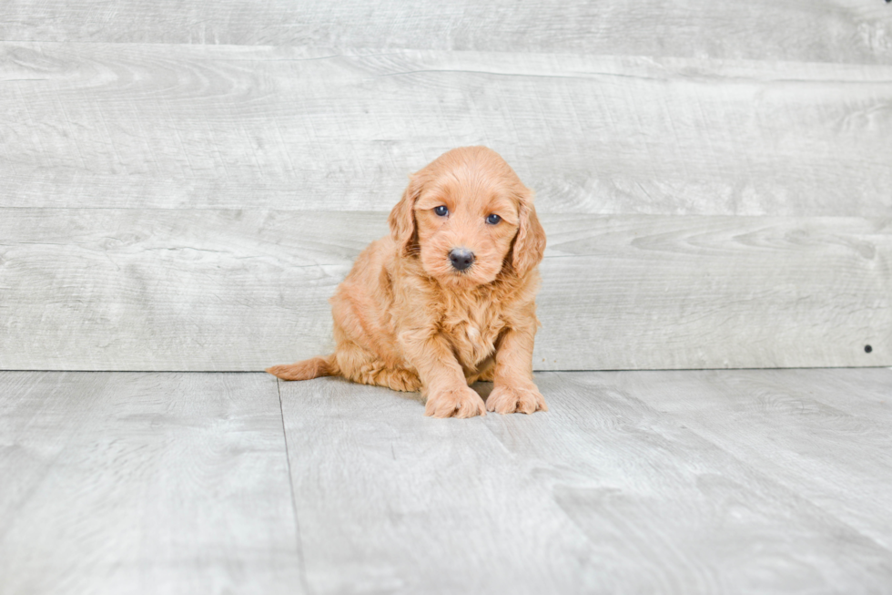 Energetic Golden Retriever Poodle Mix Puppy