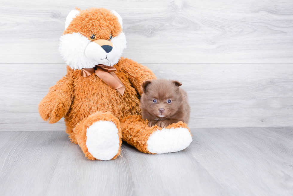 Happy Pomeranian Purebred Puppy