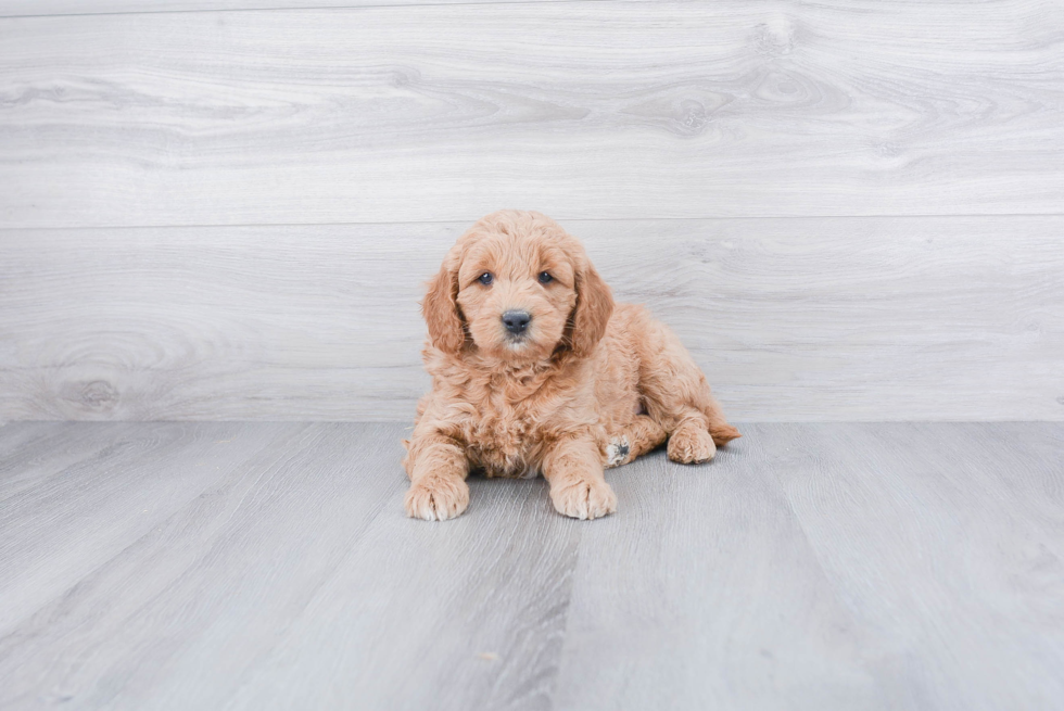 Best Mini Goldendoodle Baby