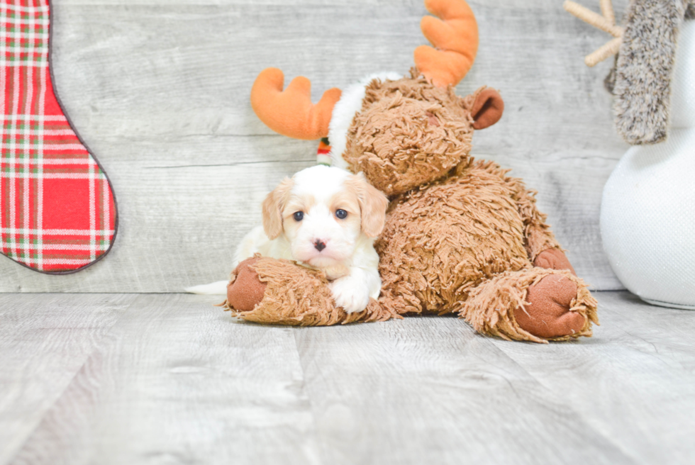 Best Cavachon Baby