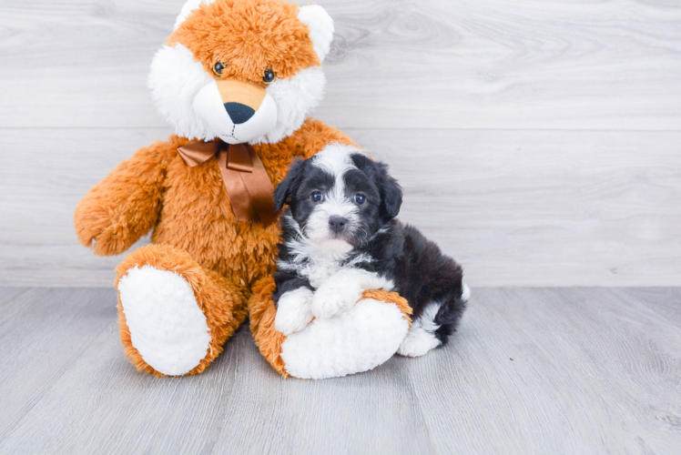 Havanese Puppy for Adoption