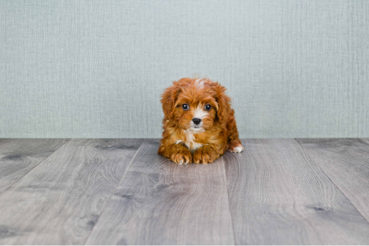 Cavapoo Puppy for Adoption