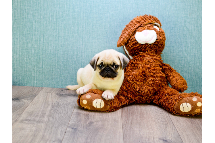 Pug Pup Being Cute