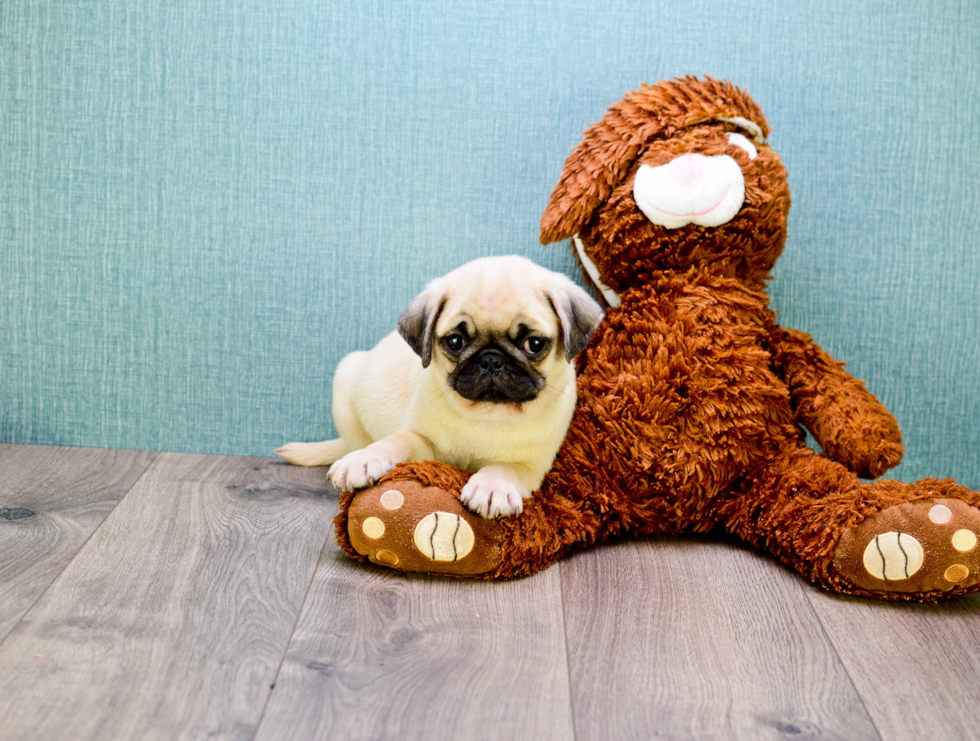 Pug Pup Being Cute