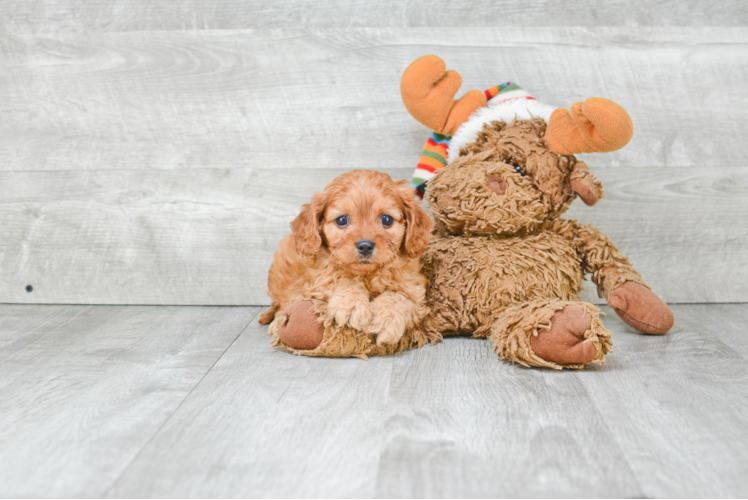 Best Cavapoo Baby