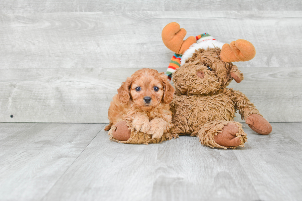 Best Cavapoo Baby