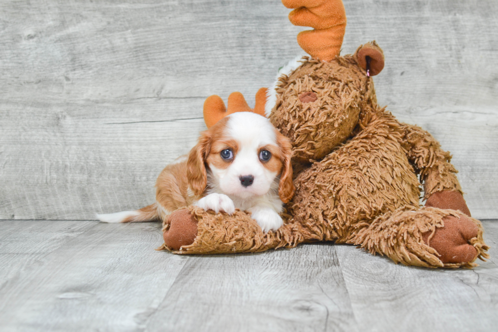 Adorable Cavalier King Charles Spaniel Purebred Puppy