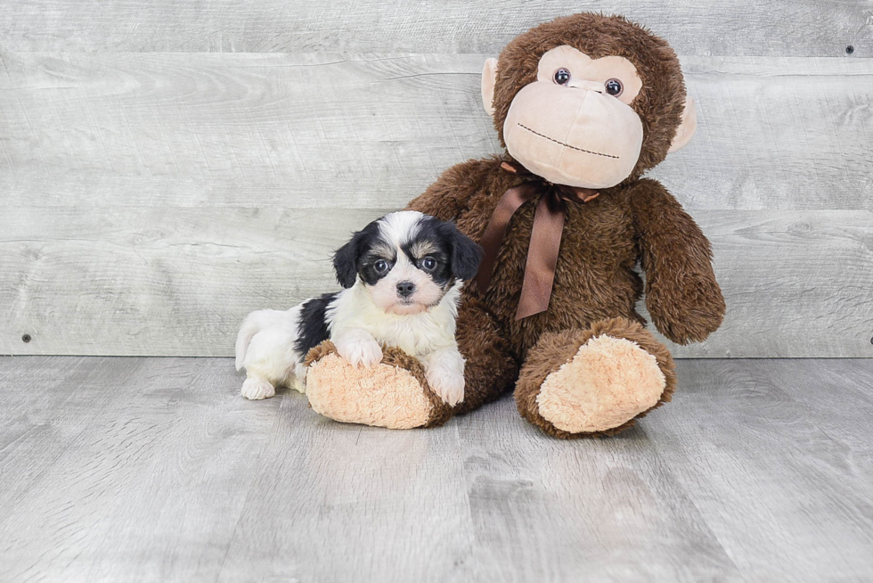 Cavachon Puppy for Adoption