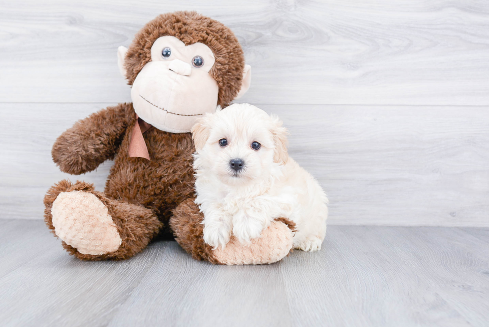 Maltipoo Puppy for Adoption