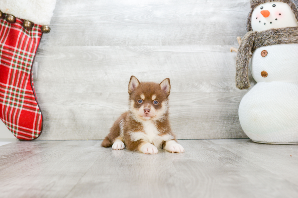 Pomsky Pup Being Cute