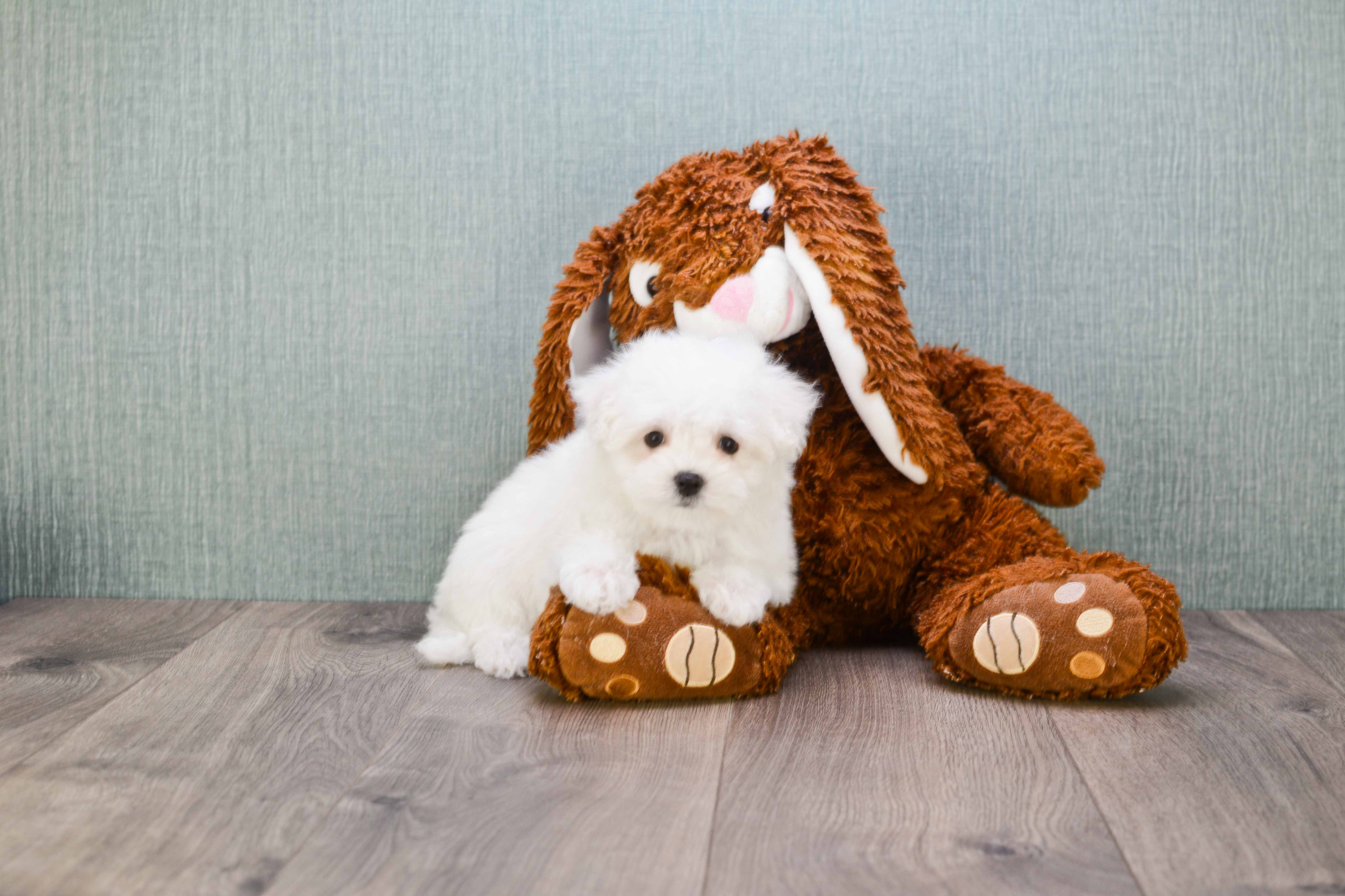 Sweet Maltese Purebred Puppy