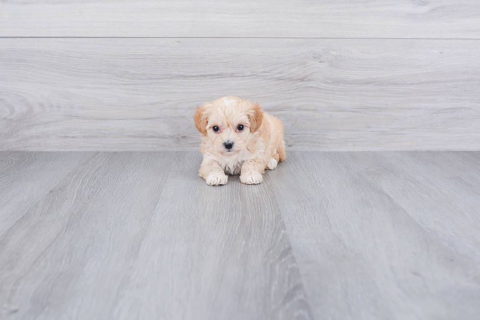 Funny Maltipoo Poodle Mix Pup