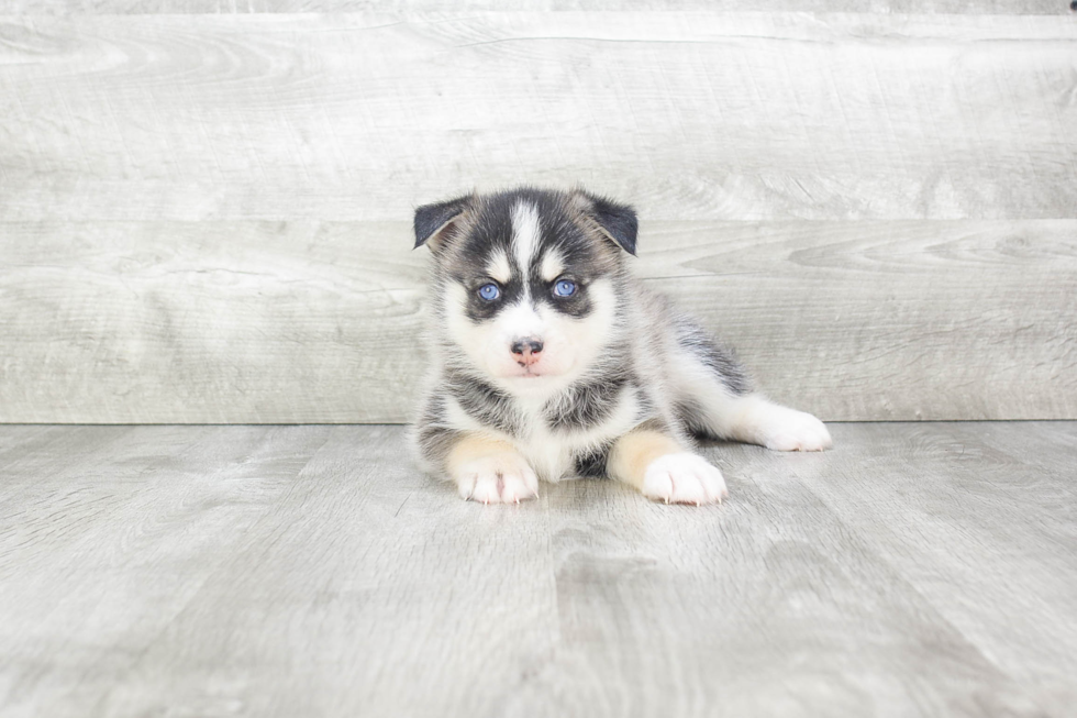 Smart Pomsky Designer Pup